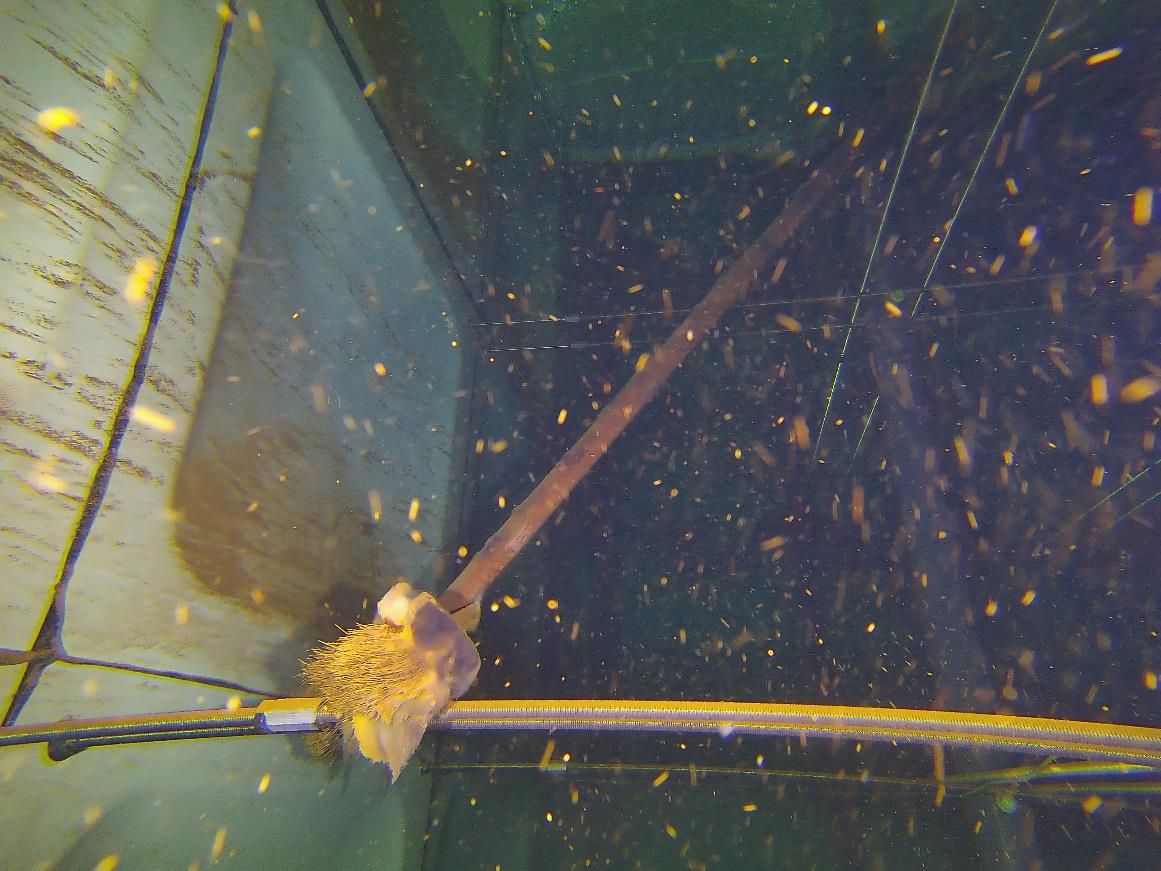 ROV Tank Inspections